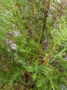 The dense foliage of the fragrant cypress ornamental plant