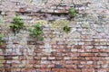 Growing plants on a red brick wall. An old brick wall of an abandoned house as a background Royalty Free Stock Photo