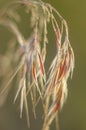 Full frame hanging spike with wild grass seeds roofing bonfire Bromus tectorum in the sun.