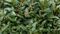 Full frame herbal image of green bay leaves growing on bush