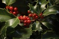 Full frame of holly and red berries background, created using generative ai technology Royalty Free Stock Photo