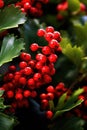 Full frame of holly and red berries background, created using generative ai technology Royalty Free Stock Photo