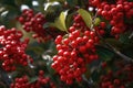 Full frame of holly and red berries background, created using generative ai technology Royalty Free Stock Photo