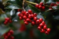 Full frame of holly and red berries background, created using generative ai technology Royalty Free Stock Photo