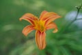 Orange tiger lily flower opens in natural light with green garden background. Royalty Free Stock Photo