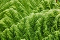 Full frame image of gunnera foliage resembling a mountain range Royalty Free Stock Photo