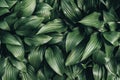 full frame image of hosta