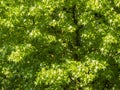 Full frame image of liquidambar tree Royalty Free Stock Photo