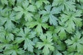 Full frame image of lush green geranium foliage with leaf detail Royalty Free Stock Photo