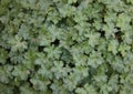 Full frame image of lush green geranium foliage with leaf detail Royalty Free Stock Photo