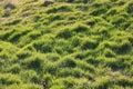 Full frame image of meadow with tufts of grass in evening sunlight