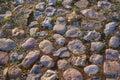 Full frame image of multicolored cobblestone with ground and green moss between stones