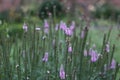 Full frame image of pink spiky plants with flowers in walled garden Royalty Free Stock Photo