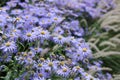Full frame image of pretty purple Michaelmas daisies and grasses Royalty Free Stock Photo