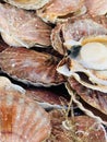 Full frame portrait image of raw scallops in weathered shells Royalty Free Stock Photo