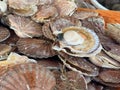 Full frame image of raw scallops in weathered shells Royalty Free Stock Photo