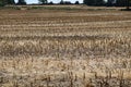 Full frame image of short cropped corn stubble after harvesting Royalty Free Stock Photo