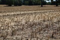 Full frame image of short cropped corn stubble after harvesting Royalty Free Stock Photo