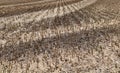 Full frame image of short cropped corn stubble after harvesting Royalty Free Stock Photo