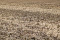 Full frame image of short cropped corn stubble after harvesting Royalty Free Stock Photo