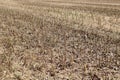 Full frame image of short cropped corn stubble after harvesting Royalty Free Stock Photo