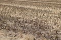 Full frame image of short cropped corn stubble after harvesting Royalty Free Stock Photo