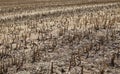 Full frame image of short cropped corn stubble after harvesting Royalty Free Stock Photo