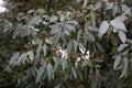 Full frame image of soft grey green eucalyptus tree foliage Royalty Free Stock Photo