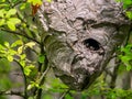 Wasp Nest Hanging in Tree, Full Frame