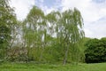 Full frame image of weeping birch tree Royalty Free Stock Photo