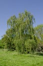 Full frame image of weeping birch tree Royalty Free Stock Photo