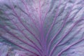 Full Frame Leaf Of Red Cabbage Background - Macro. Texture Of Purple Cabbage Leaf Brassica Oleracea With Veins.