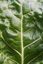 Full Frame Leaf Of Savoy Cabbage Background - Macro. Texture Of Green Vegetable Leaf Brassica Oleracea Sabauda With Veins.