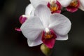 Colorful red and white moth orchid flowers Royalty Free Stock Photo