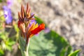 Macro abstract view of an emerging canna lily flower in a sunny garden Royalty Free Stock Photo