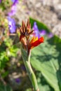 Macro abstract view of an emerging canna lily flower in a sunny garden Royalty Free Stock Photo