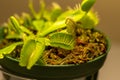 Macro abstract view of a potted Venus Flytrap plant Royalty Free Stock Photo