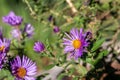 Macro abstract view of purple asters in a sunny garden Royalty Free Stock Photo