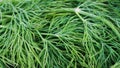 Full frame macro closeup of fresh natural dill herb tips