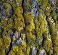 Full frame mossy overgrown bark