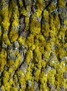 Full frame mossy overgrown bark