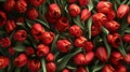 Full frame of natural tulip flowers. Royalty Free Stock Photo