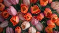 A full frame of natural tulip flowers. Royalty Free Stock Photo