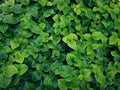 Nature Background of Fresh Green Herb Plants Royalty Free Stock Photo