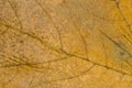 Full frame of old dried leaf. Dry leaf pattern with veins Royalty Free Stock Photo