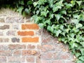 Full frame old red brick wall with ivy Royalty Free Stock Photo