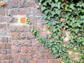 Full frame old red brick wall with ivy Royalty Free Stock Photo