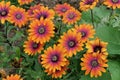 Full frame of osteospermum or African daisy in orange and purple with foliage Royalty Free Stock Photo