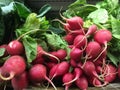 Full frame pile of organic red radishes Royalty Free Stock Photo