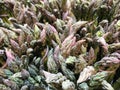 Full Frame Photo of Fresh Asparagus at the Market Royalty Free Stock Photo